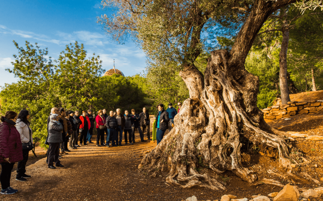 Oil and ancient olive trees. An engine for sustainable development